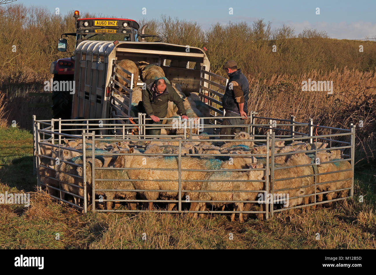 Trailer of sheep hires stock photography and images Alamy