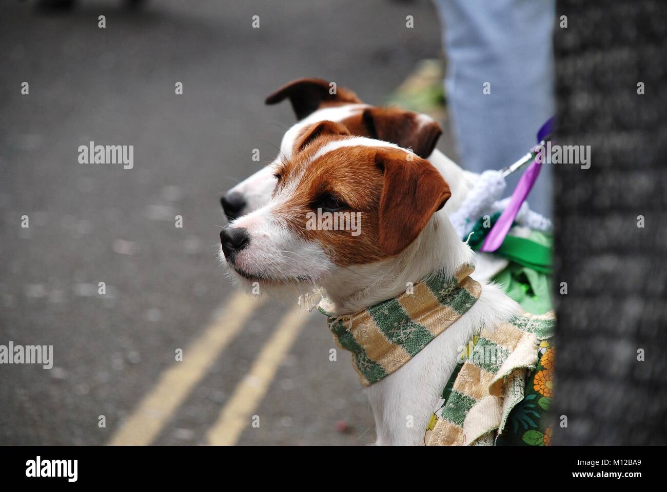 Two Jack Russell dogs watch the parade in the Old Town at the annual Jack In The Green festival at Hastings in East Sussex, England on May 5, 2009. Stock Photo