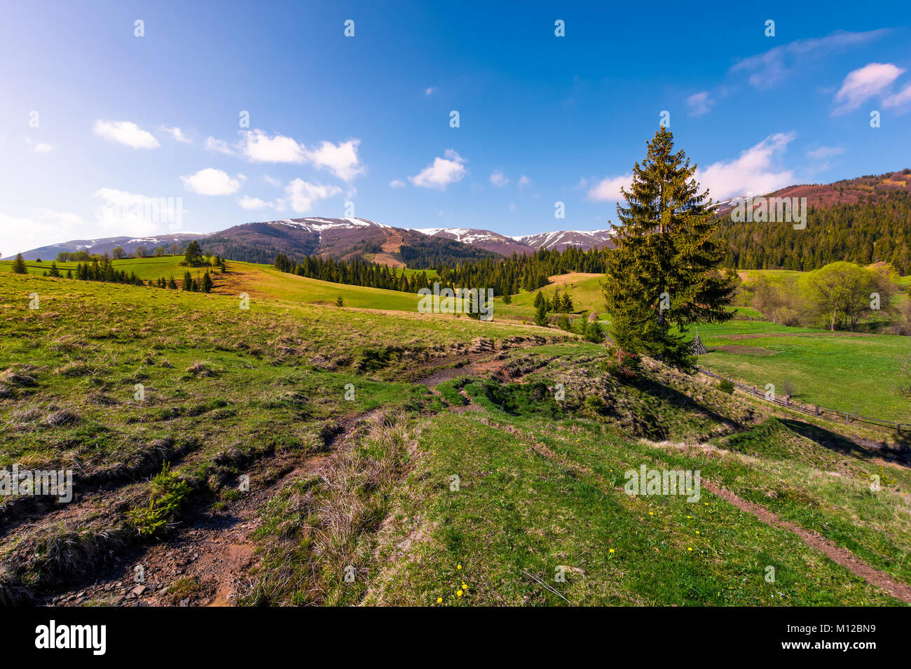 beautiful green valley in springtime. spruce forest on grassy slopes in the morning light. Borzhava mountain ridge with snowy tops in the distance und Stock Photo