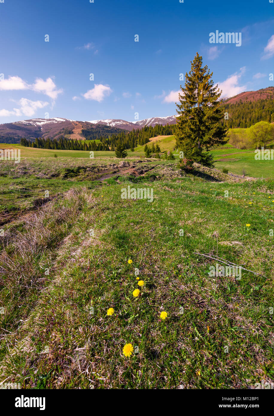 dandelions on grassy slopes in springtime. spruce forest at the foot of Borzhava mountain ridge with snowy tops in the distance under the blue sky wit Stock Photo