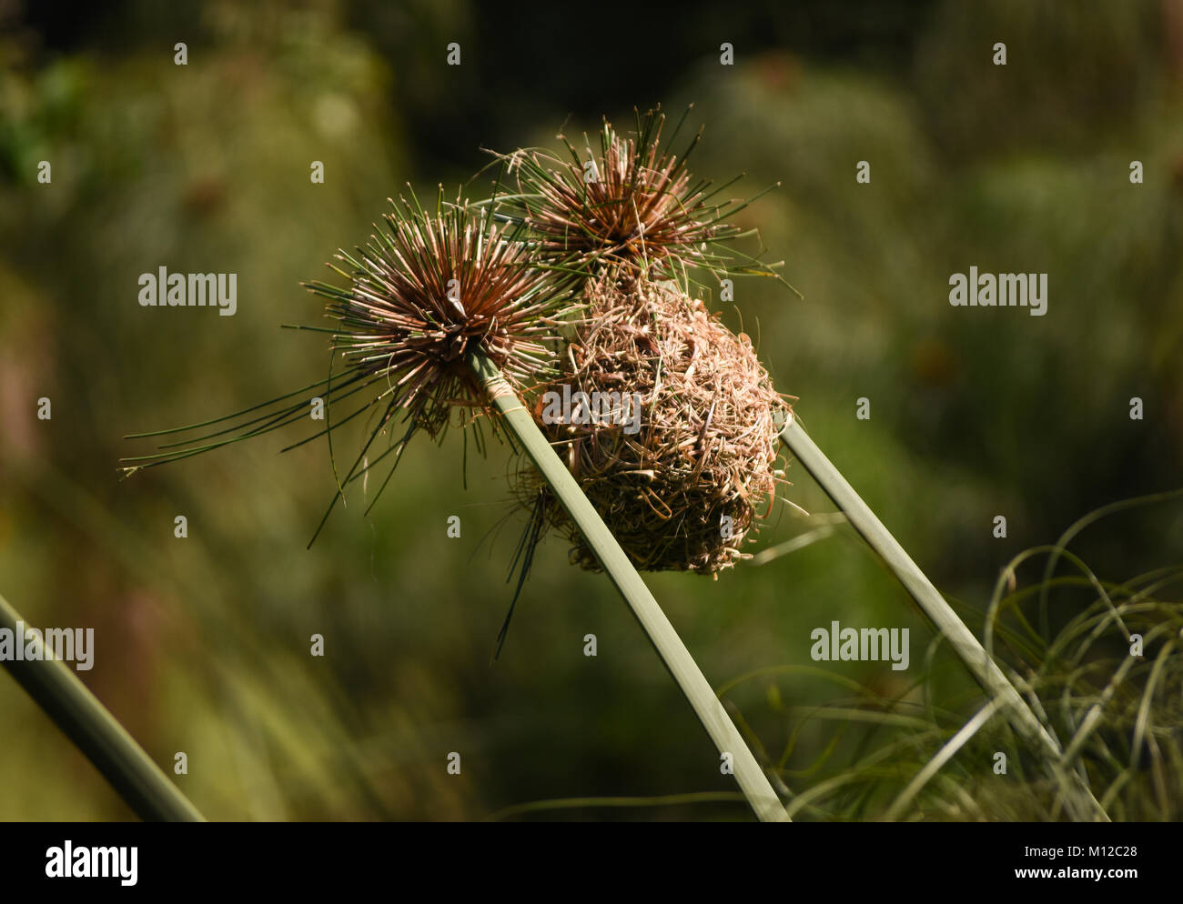 Weaver bird’s nest between two reed flower heads on edge of pond Stock
