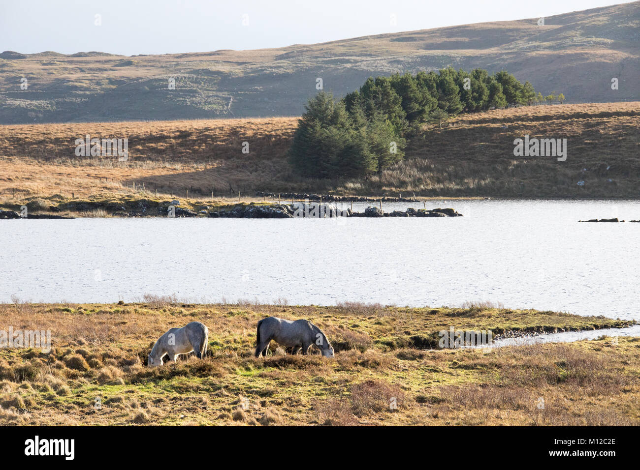 Horses on Oorid Lough, Co Galway, Ireland Stock Photo