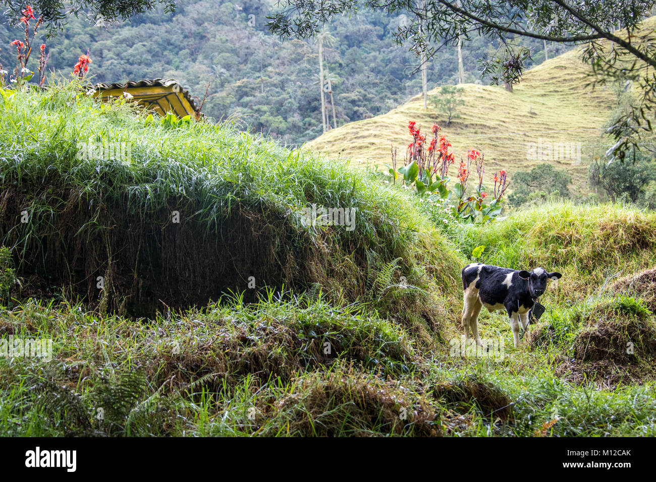 Valle de Cocora hiking trail, near Salento, Colombia, South America Stock Photo