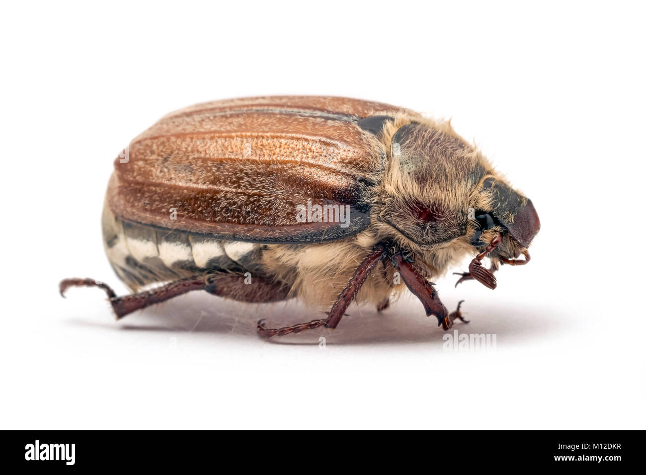 Cockchafer, or may bug, (Melolontha melolontha), macro shot, studio isolated. Stock Photo