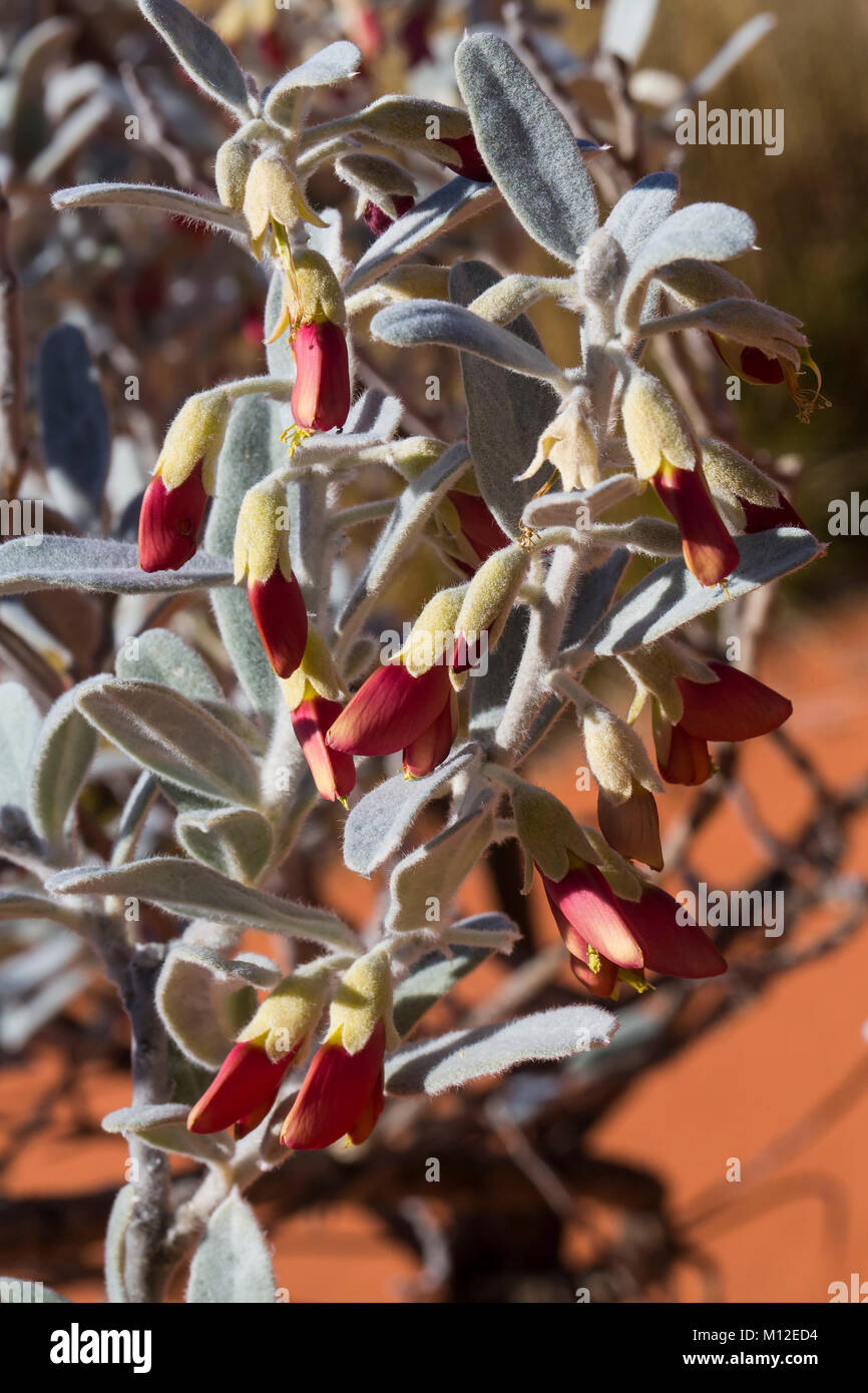 Cactus Pea (Bossiaea walkeri) an Australian native shrub that grows in harsh desert conditions in Western Australia Stock Photo