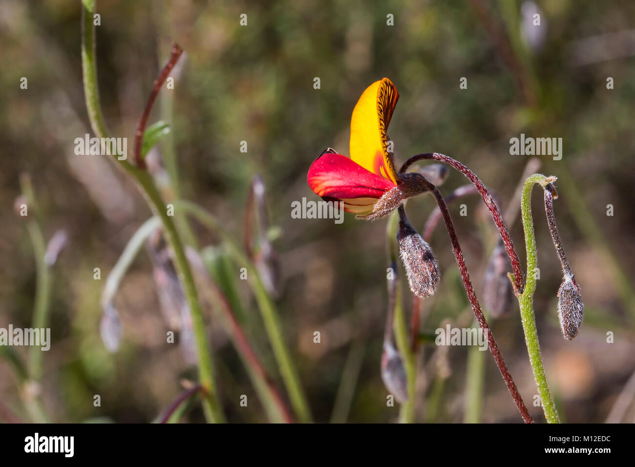 Granny Bonnets (Isotropis cuneifolia). An Australian native herb that grows wild in Western Australia Stock Photo