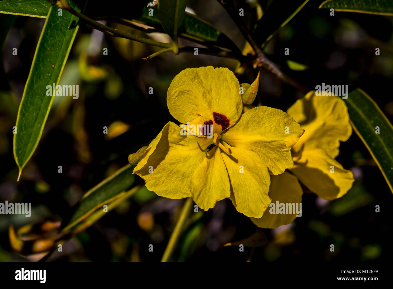 Tall Labichea (Labichea lanceolata). An Australian native shub that