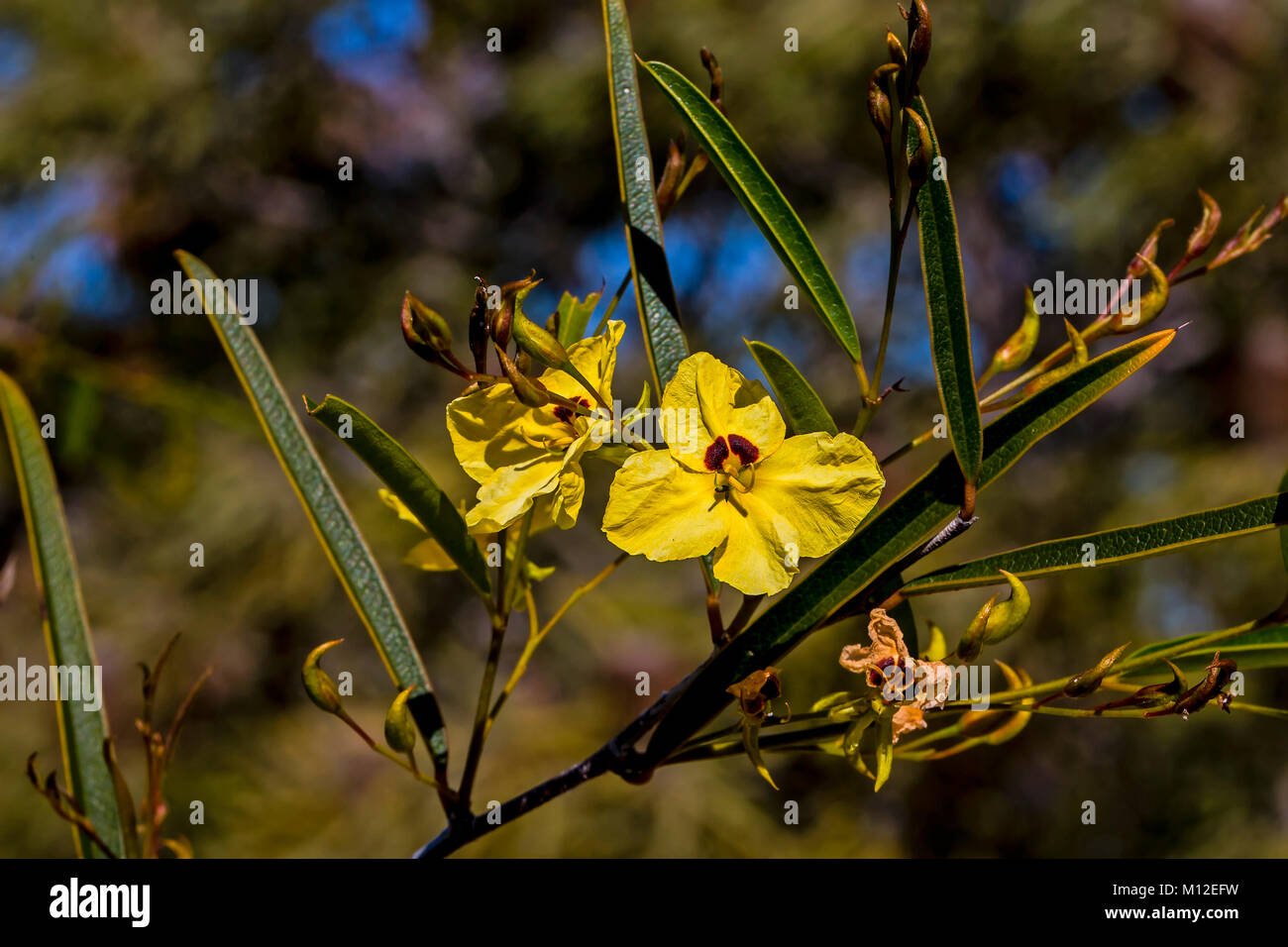 Tall Labichea (Labichea lanceolata). An Australian native shub that