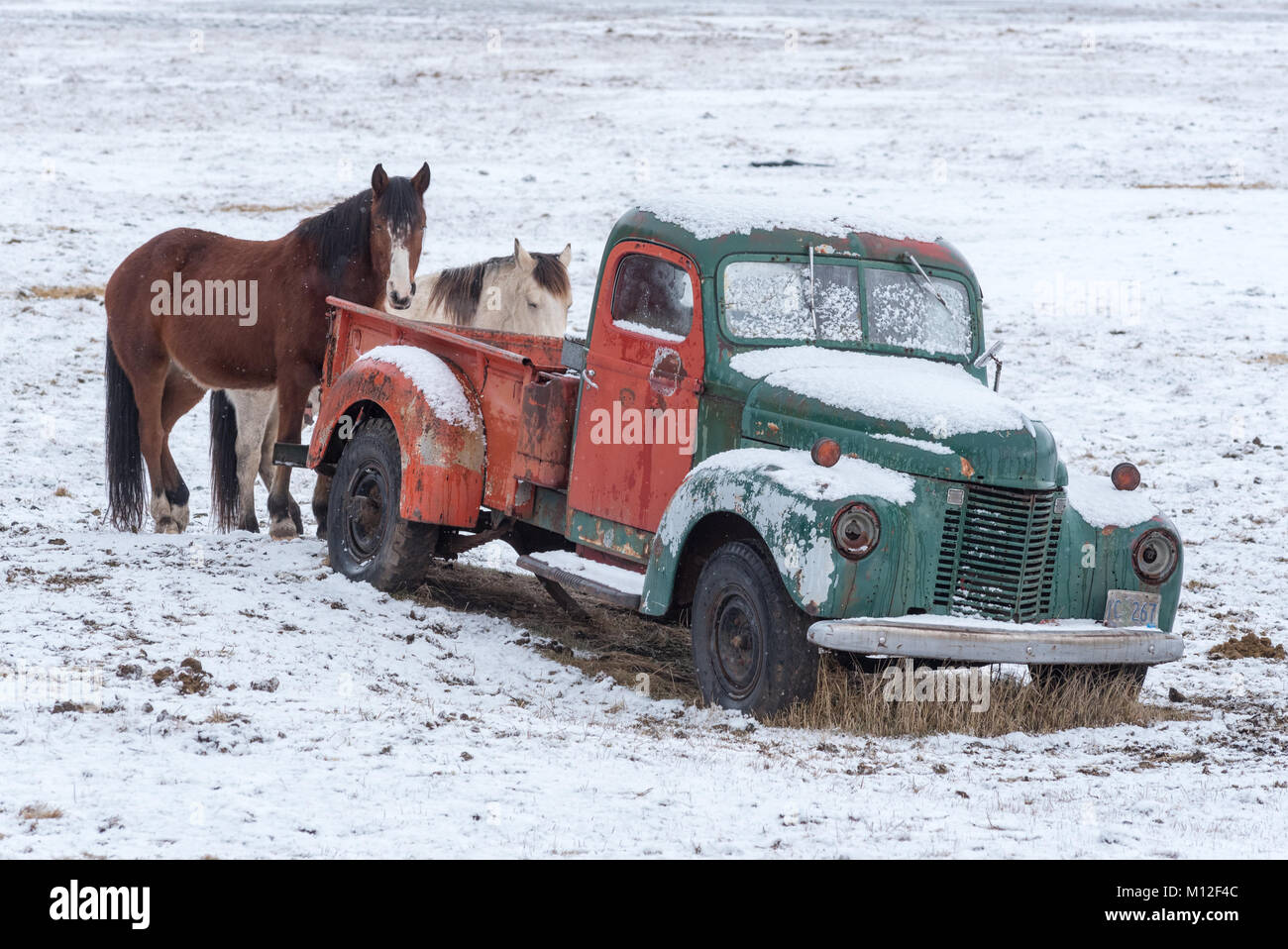 Horses standing by an old truck in a pasture in Oregon's Wallowa Valley. Stock Photo