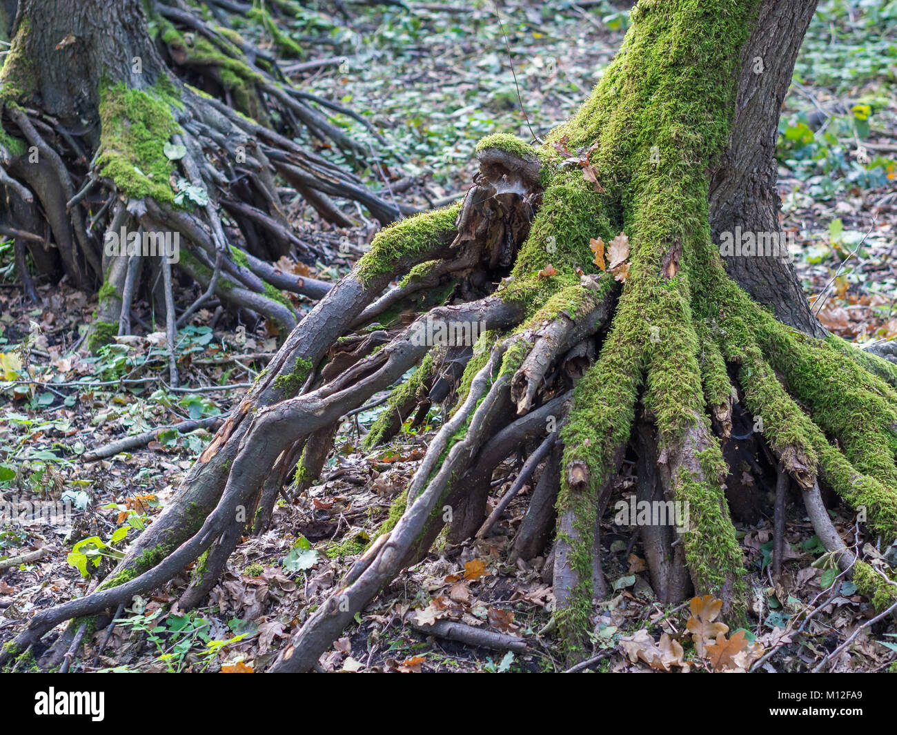 Tree overgrown moss forest hi-res stock photography and images - Alamy