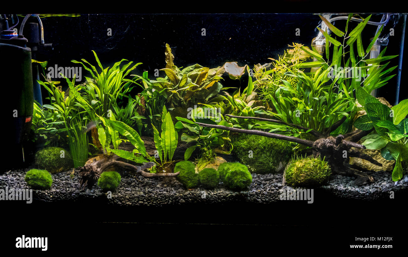 A shot of a planted aquarium. Stock Photo