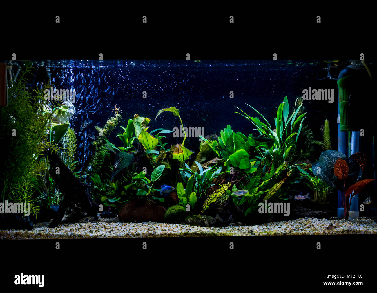 A shot of a 40 gallon, 3ft long, planted tropical fish aquarium. Stock Photo