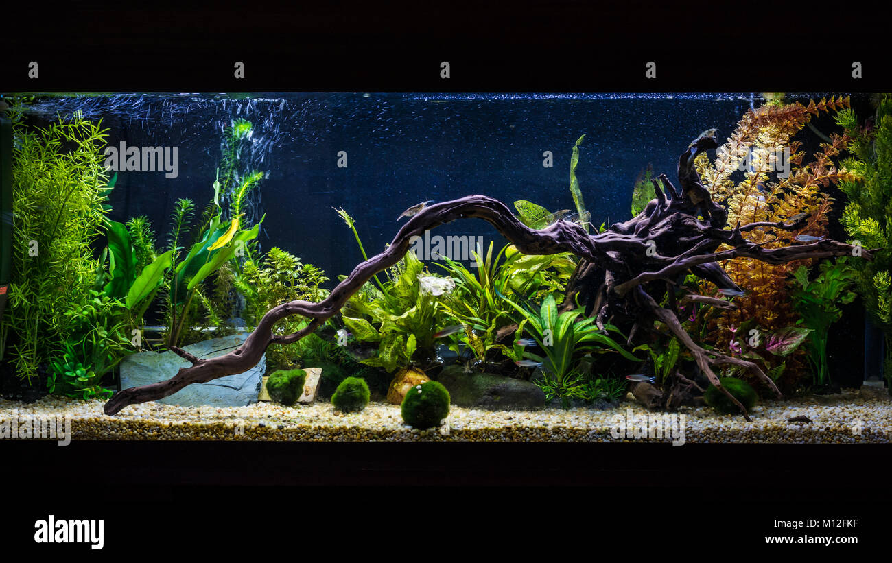 A shot of a 55 gallon, 4ft long tropical fish aquarium. Stock Photo