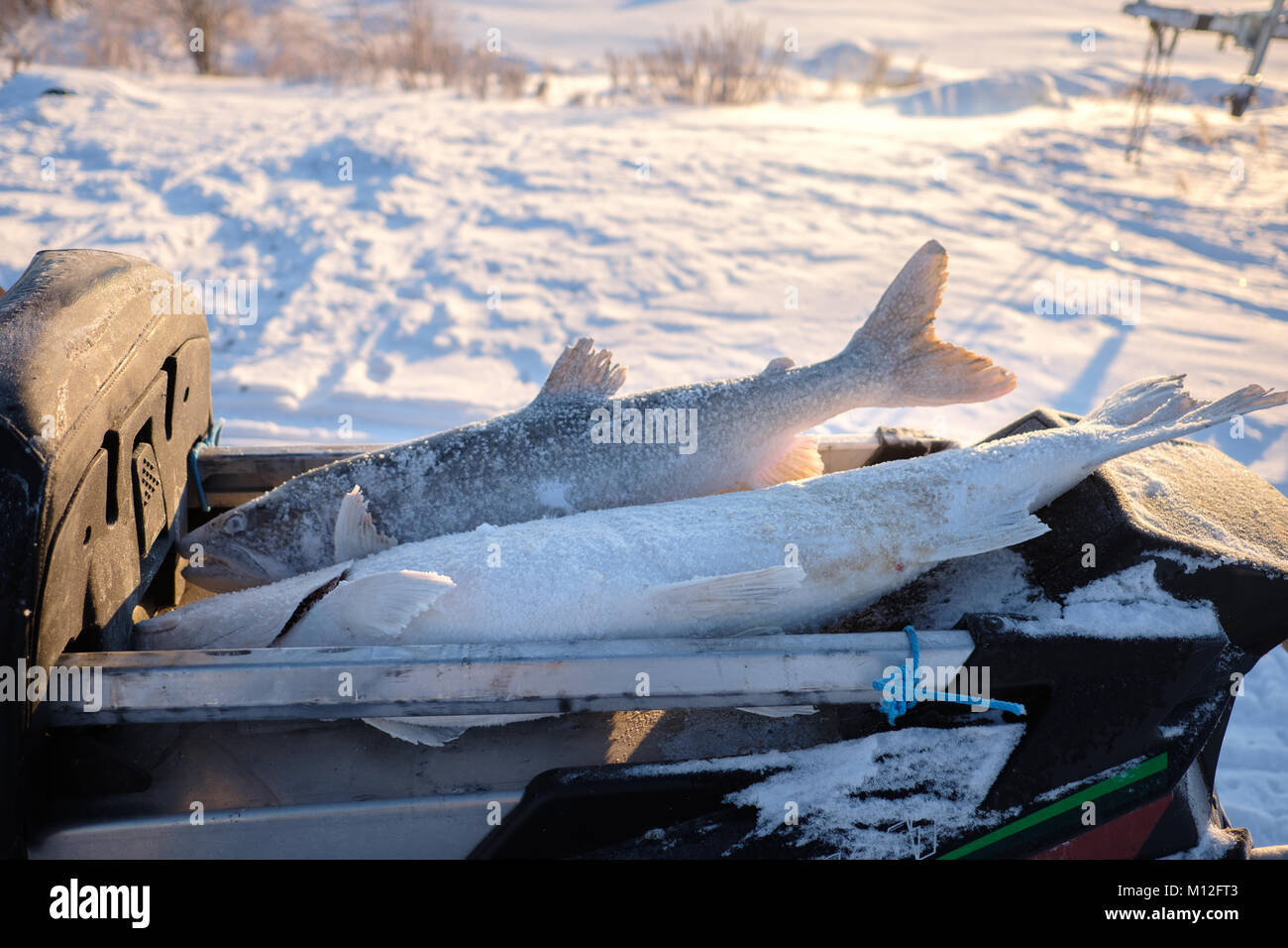 Frozen fish from Great Slave Lake Stock Photo Alamy