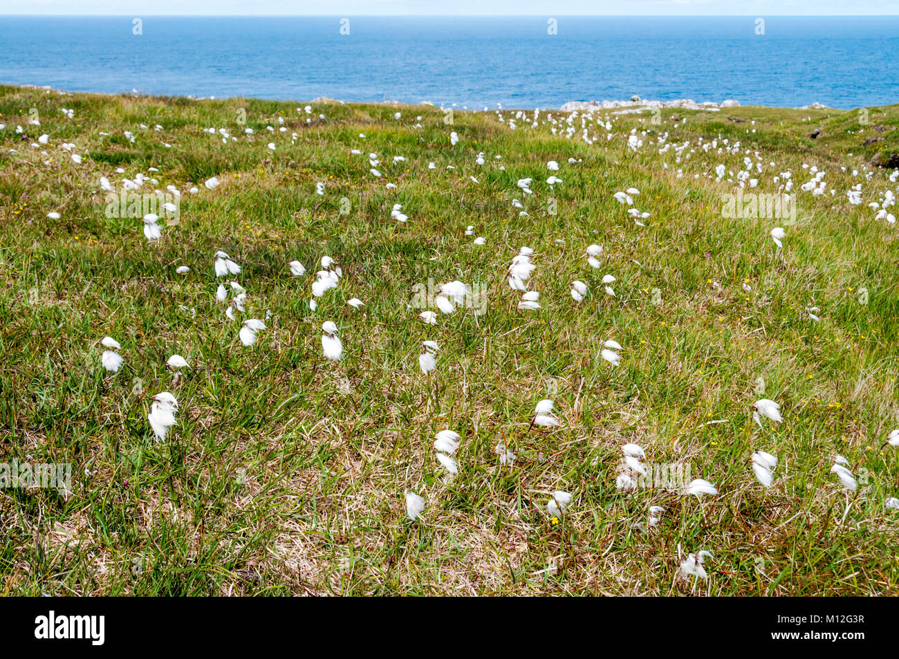 Cotton grass, Eriophorum, growing on the west coast of the Isle of