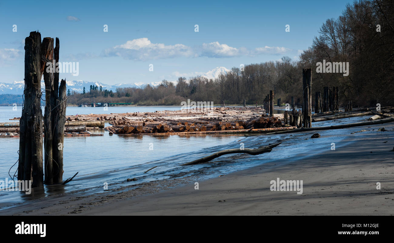 View of logs along Fraser River, British Columbia Stock Photo