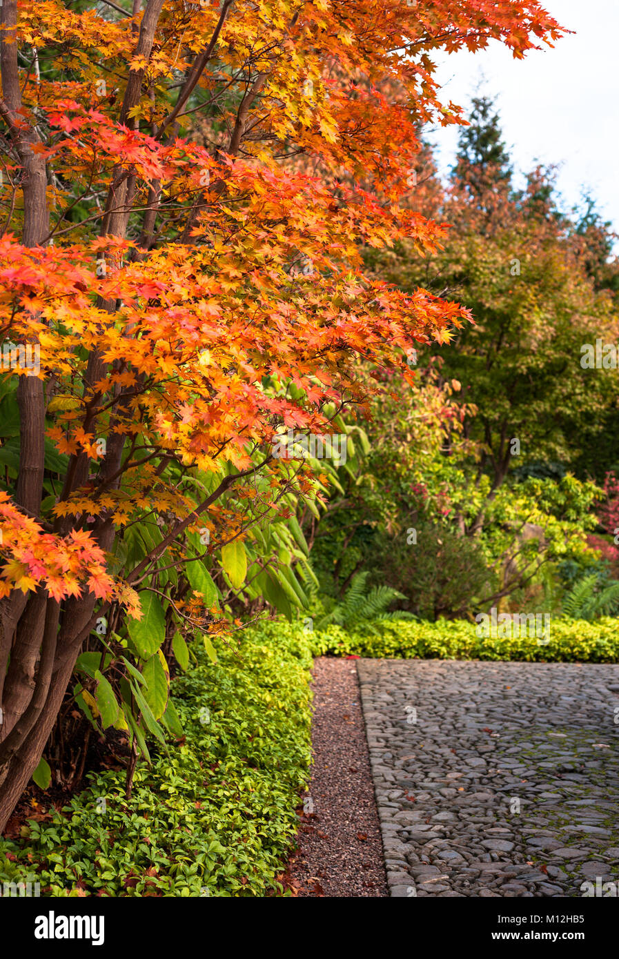Read autumn marple trees in Japanese Garden in Berlin, Gardens of the World Stock Photo Alamy
