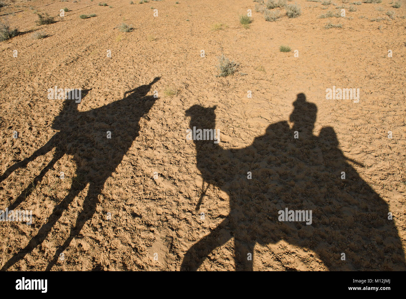 Camel shadows in the Thar Desert, Rajasthan, India Stock Photo
