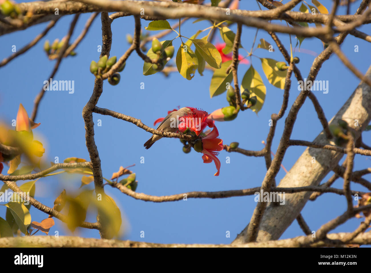 Bird with  Bombax ceiba Flower with blue sky background Stock Photo