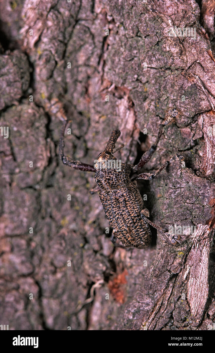 Cryptic brown weevil on tree bark Stock Photo