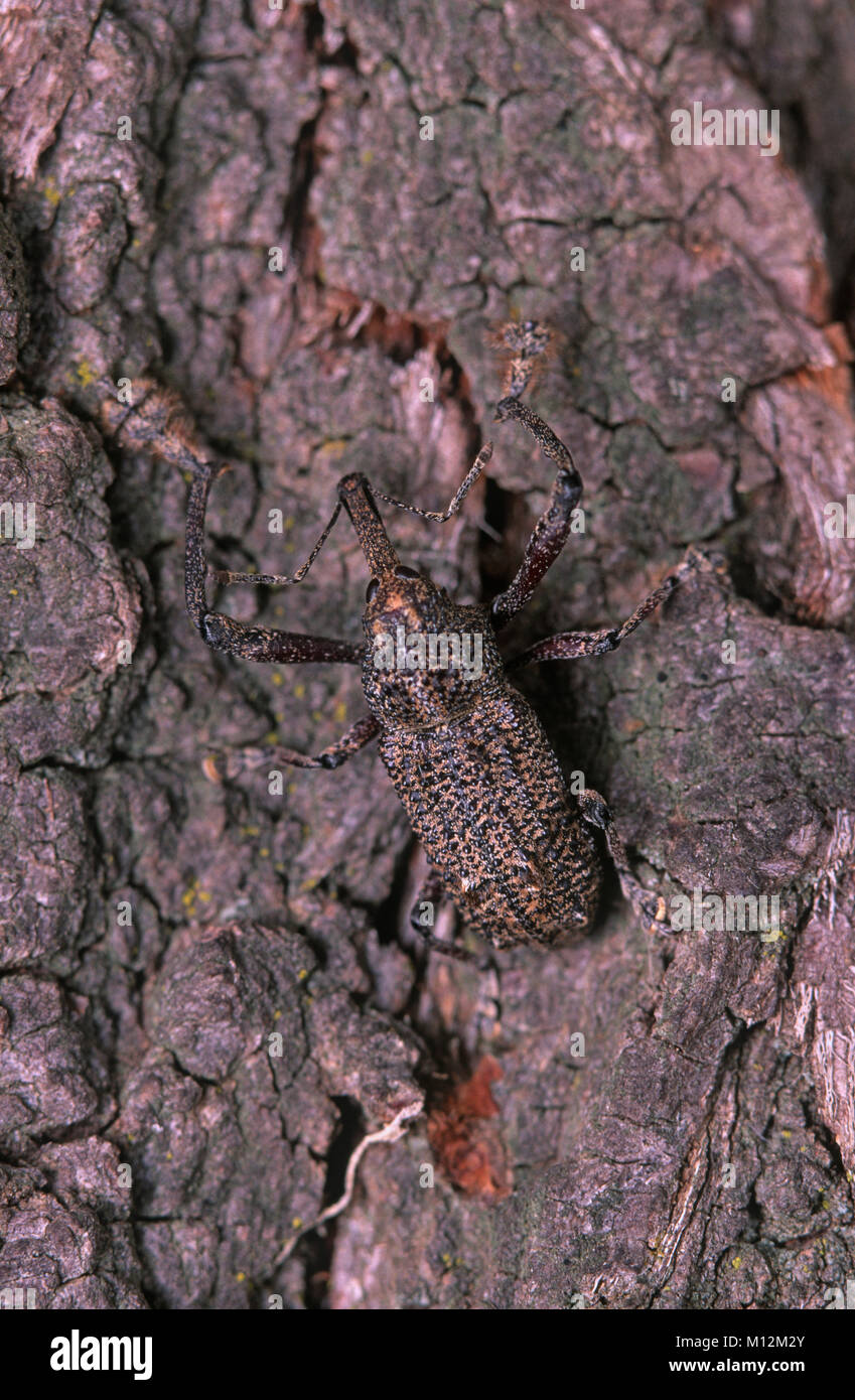 Cryptic brown weevil on tree bark Stock Photo