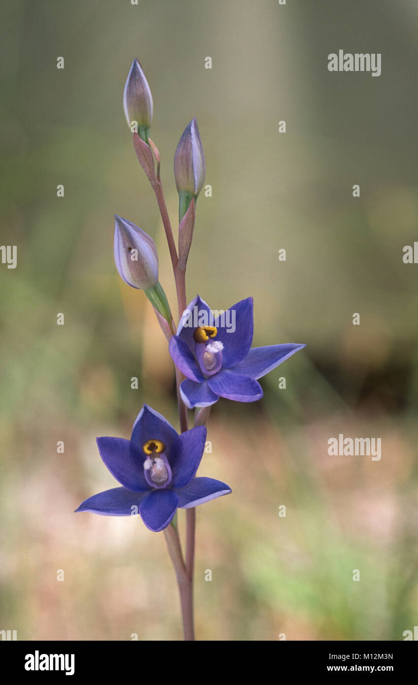 Slender Sun-orchid (Thelymitra pauciflora) flowering Stock Photo