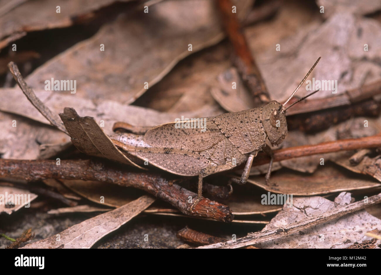 Australian gumleaf grasshopper (Goniaea sp.) Stock Photo