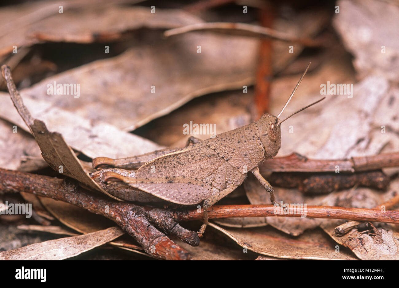 Australian gumleaf grasshopper (Goniaea sp.) Stock Photo