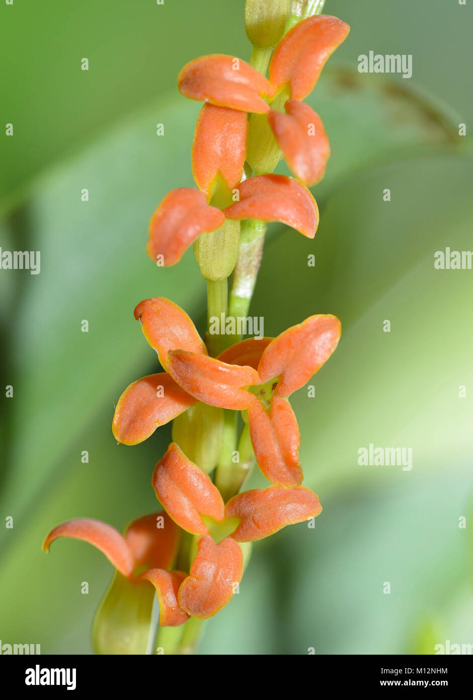 Tube-Forming Physosiphon Orchid - Stelis emarginata  From Mexico & South America Stock Photo