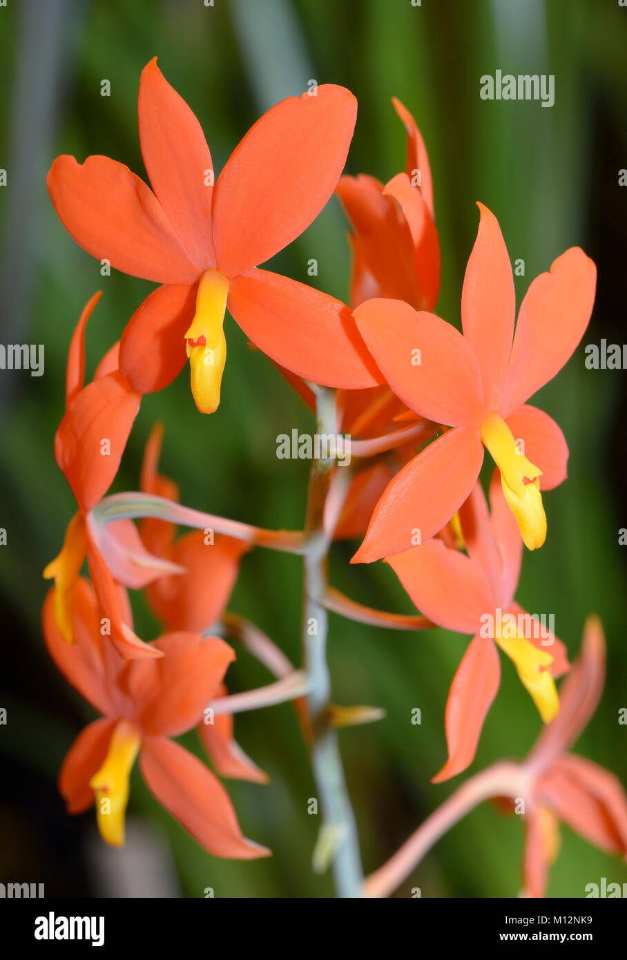 Yolk-Yellow Prosthechea Orchid - Prosthechea vitellina Stock Photo