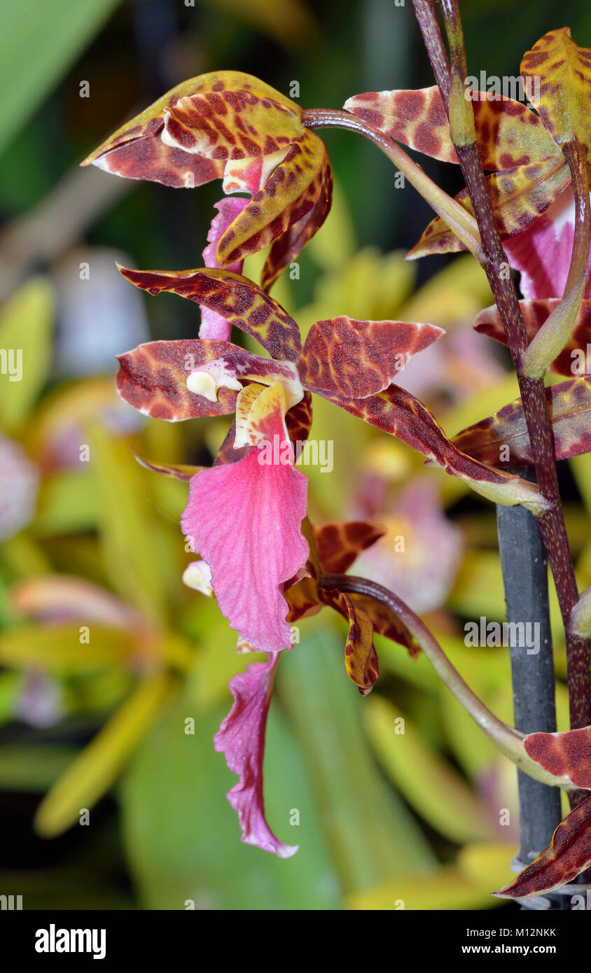 Bicton Rhynchostylis Orchid - Rhynchostele bictoniense From Central American & Mexico Stock Photo