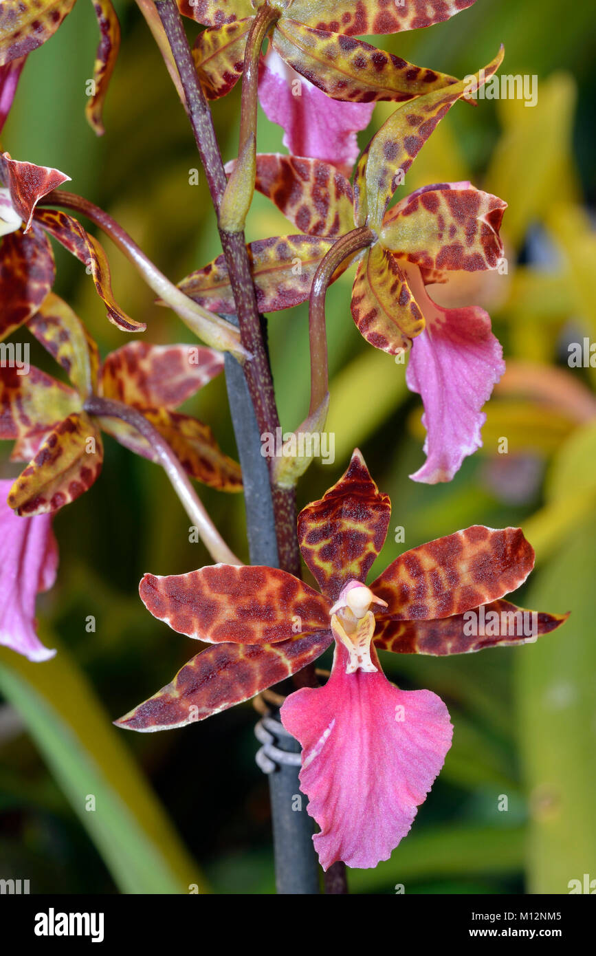 Bicton Rhynchostylis Orchid - Rhynchostele bictoniense From Central American & Mexico Stock Photo
