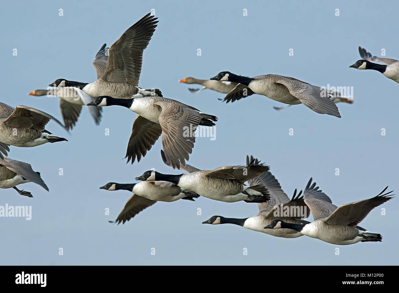 A gaggle of Canada Geese in flight with a couple Greylag geese in the background Stock Photo