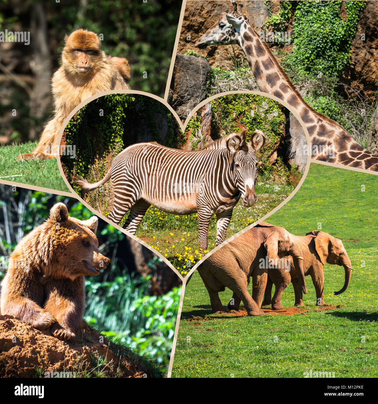 Collage wild african animals Stock Photo - Alamy Collage wild african animals Stock Photo - Alamy