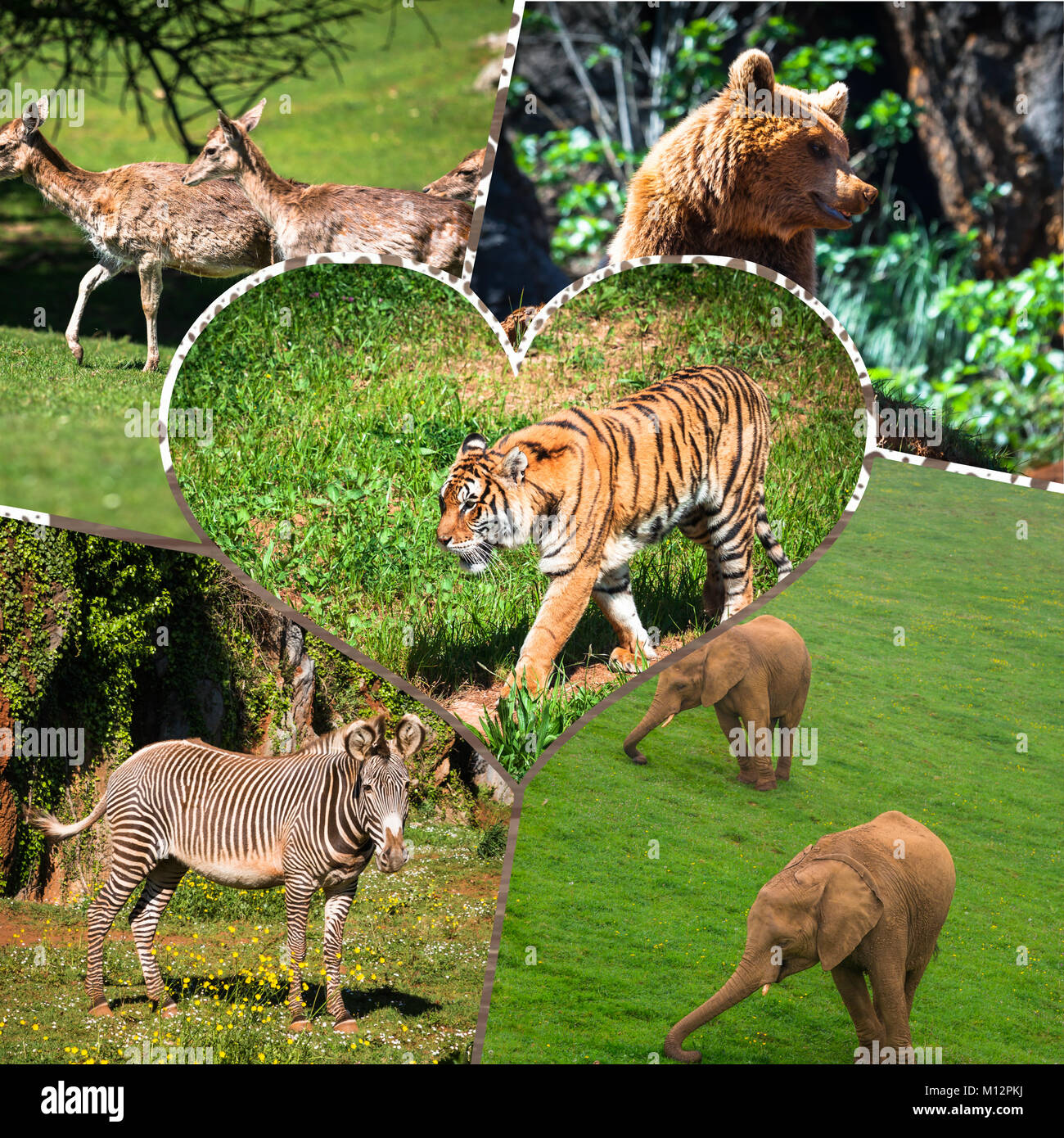 Collage wild african animals Stock Photo - Alamy Collage wild african animals Stock Photo - Alamy
