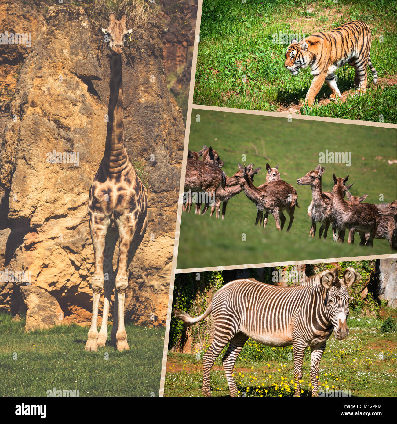 Collage wild african animals Stock Photo Alamy