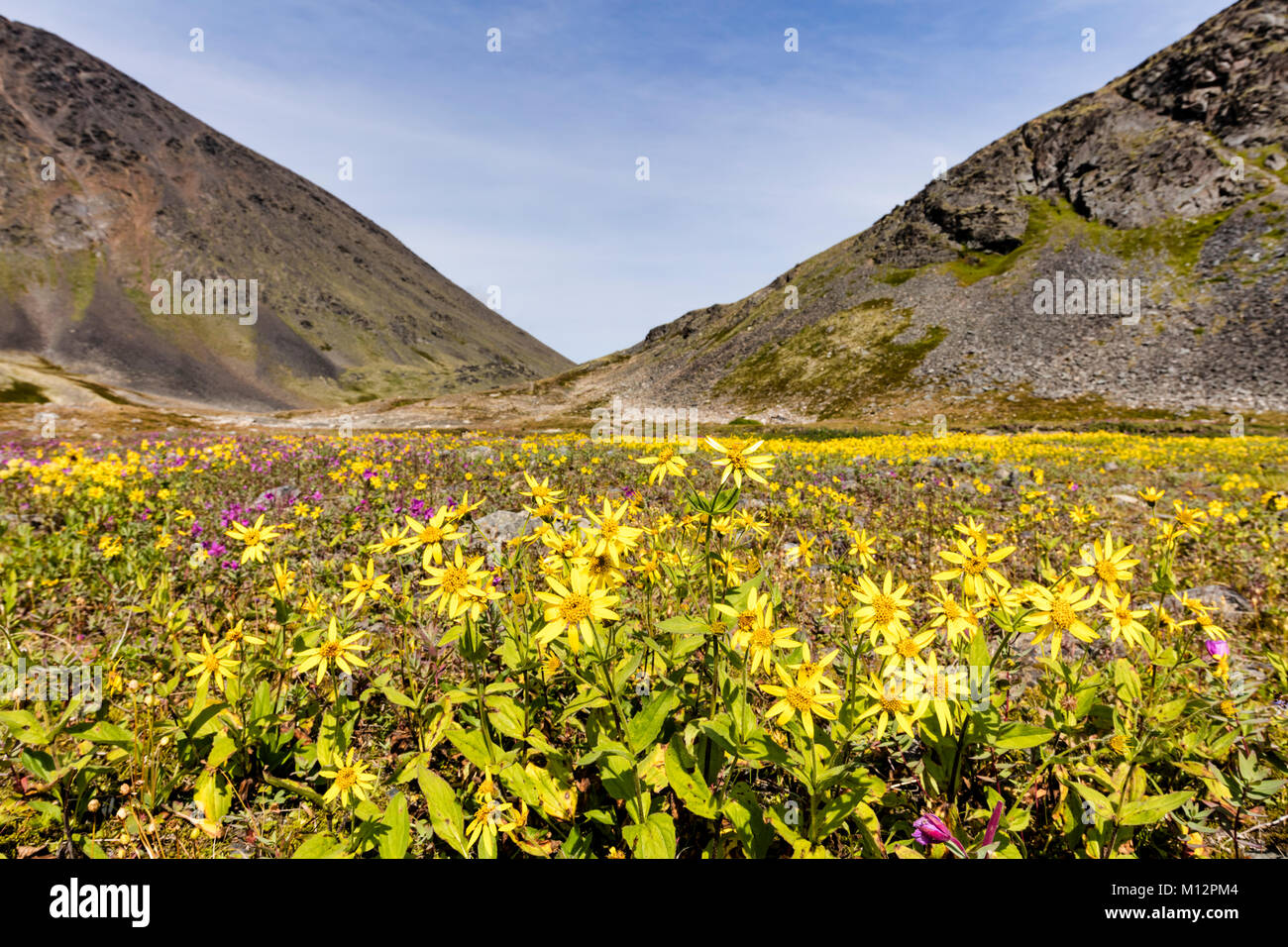 Alpine Arnica and Dwarf Fireweed wildflowers spread across the summit of Crow Pass in the Chugach National Forest in Alaska. Stock Photo