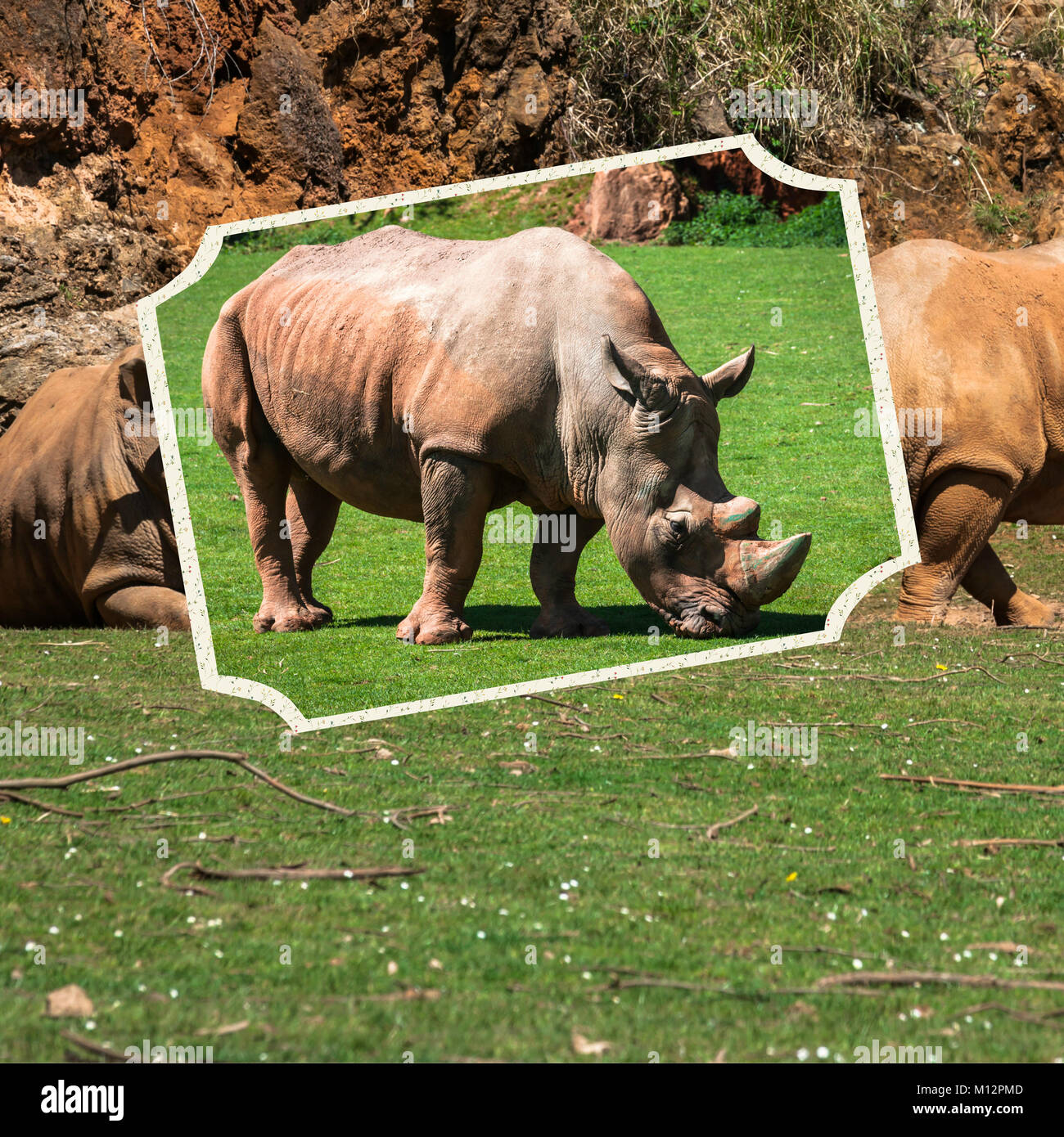 Endangered animals collage hi-res stock photography and images - Alamy