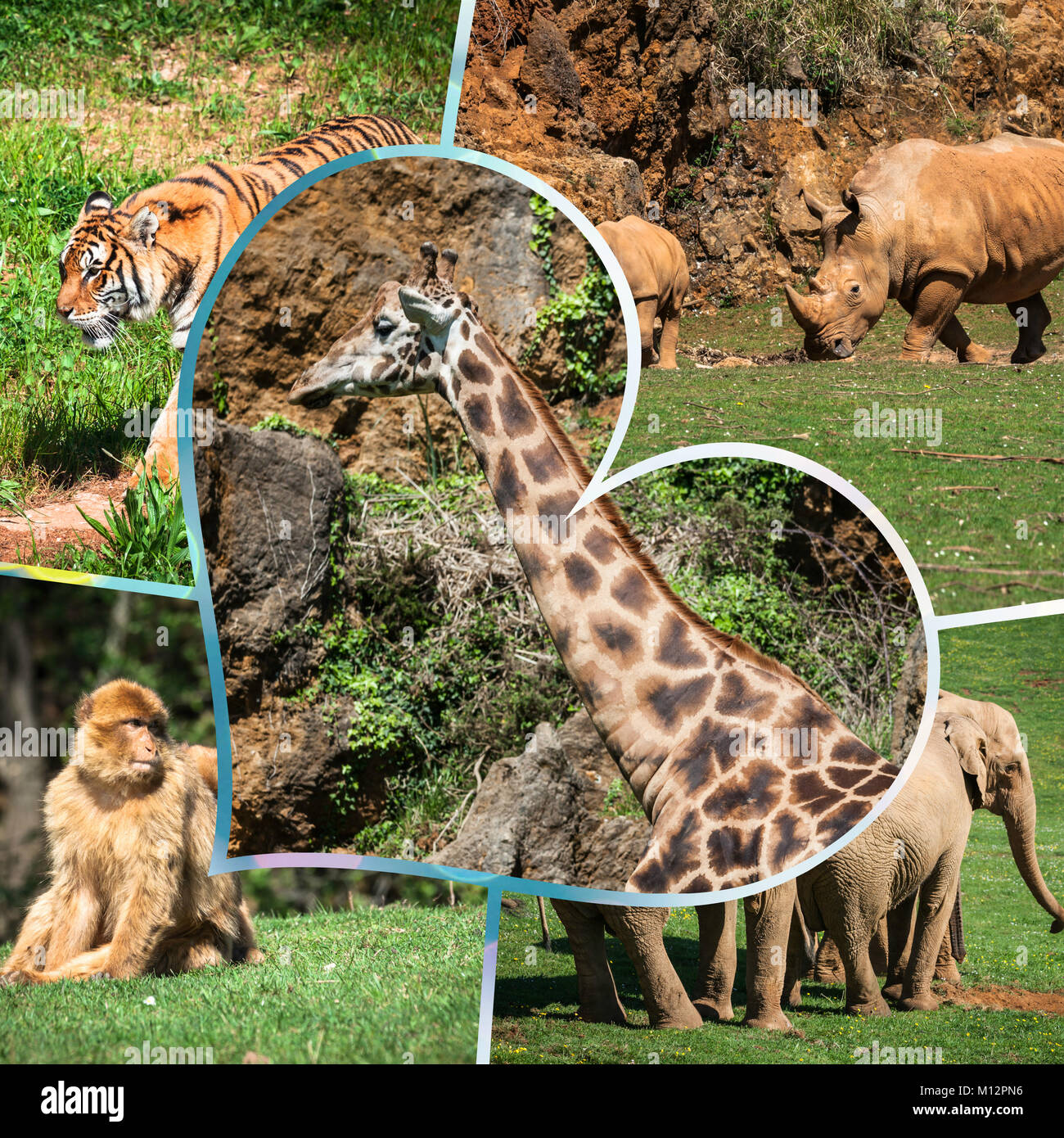 Collage wild african animals Stock Photo - Alamy
