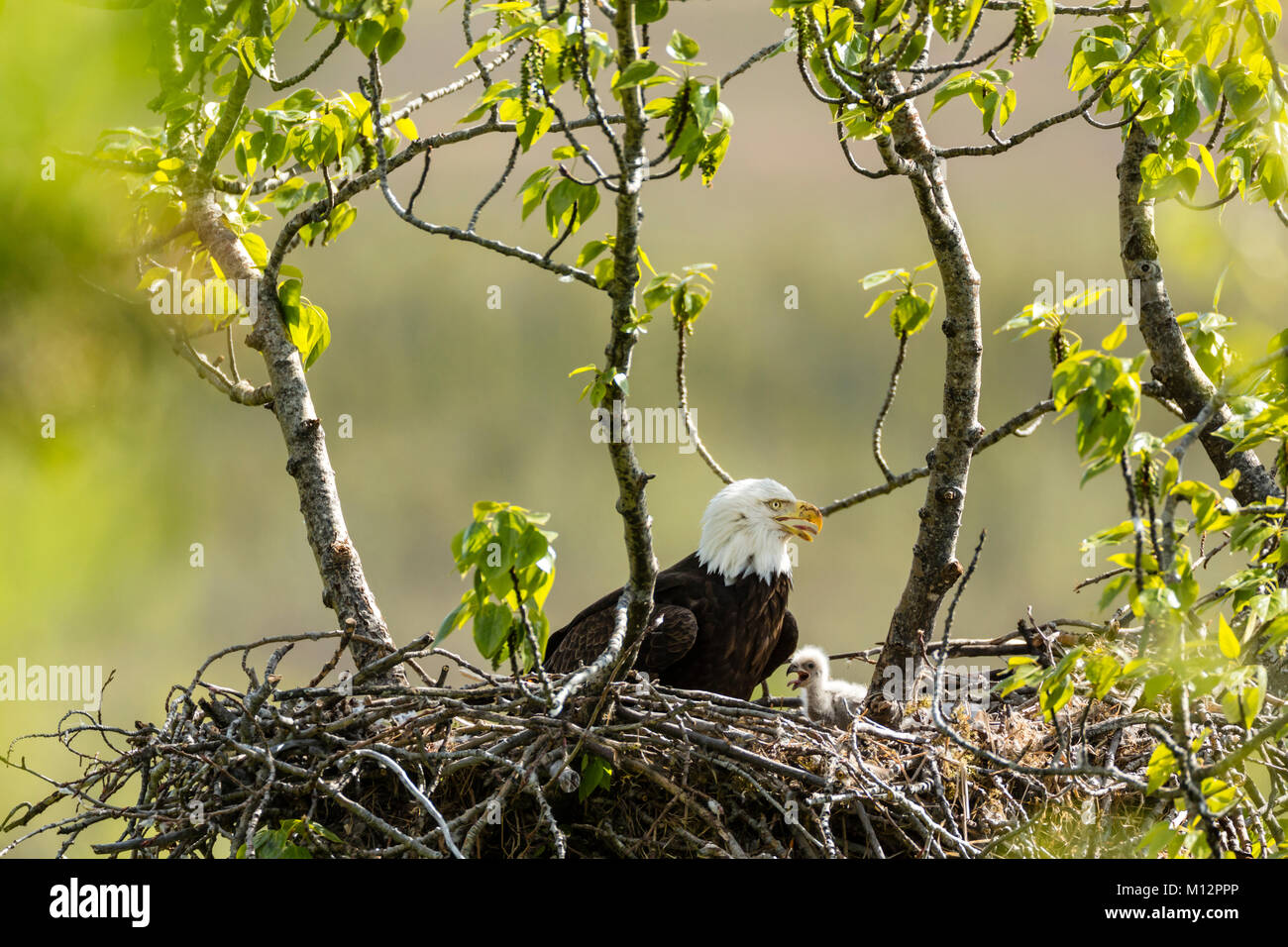 Bald Eagle (Haliaeetus leucocephalus) and chick in nest at Potter Marsh in the Anchorage Coastal Wildlife Refuge in Southcentral Alaska. Stock Photo