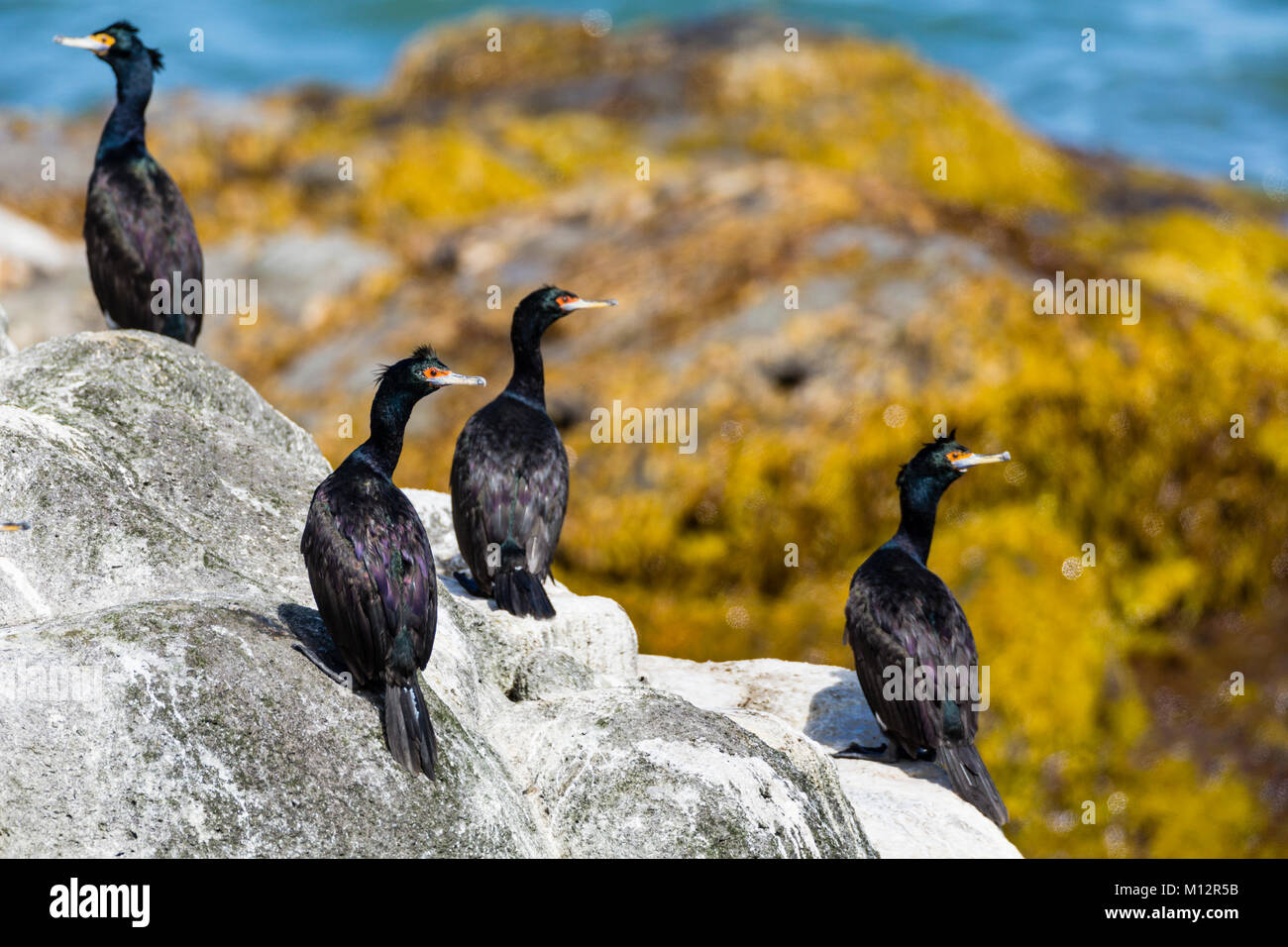 Red-faced Cormorants (Phalacrocorax urile) perched on boulder along the Bering Sea on St. Paul Island in Southwest Alaska. Stock Photo