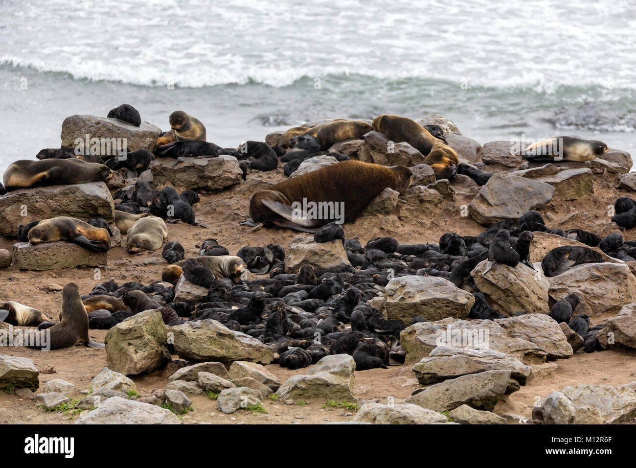 Nursery of Northern Fur Seal (Callorhinus ursinus) pups on St. Paul Island in Southwest Alaska. Stock Photo
