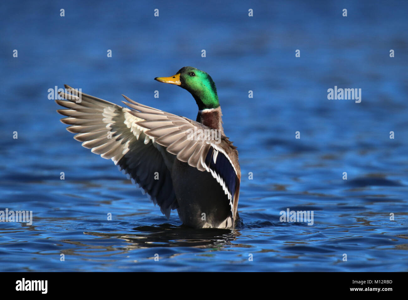 A drake mallard duck Anas platyrhynchos flapping his wings on a blue lake Stock Photo