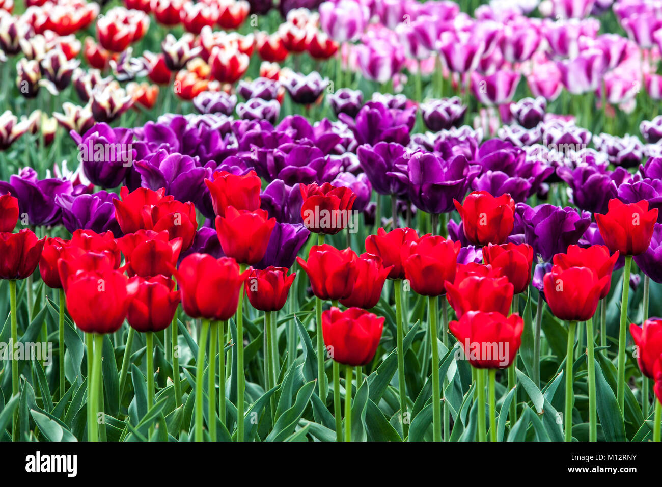 Flower colorful bed of tulips flowers in garden Stock Photo - Alamy