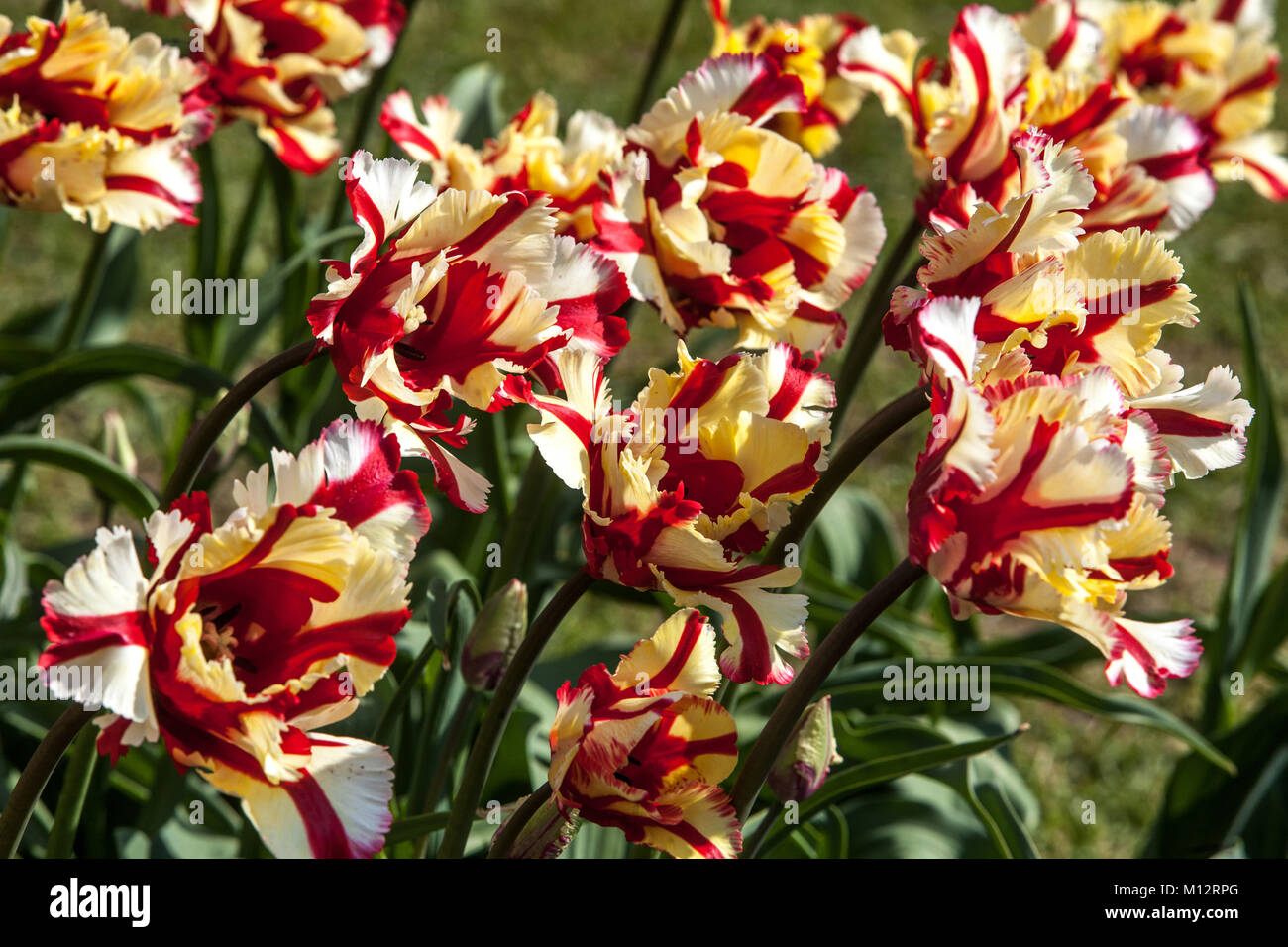 Flower bed full of colorful tulips in garden Tulipa 'Flaming Parrot' Stock Photo