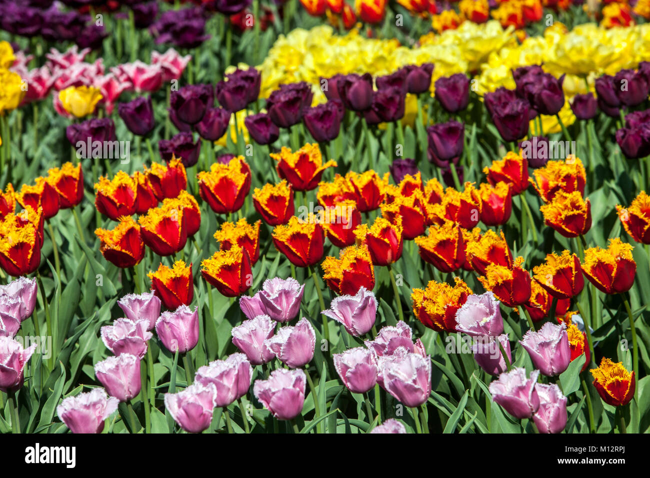 Tulips flower beds full of colorful tulips garden flowers red pink orange Stock Photo