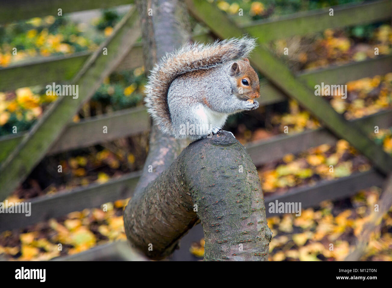 Squirrel eating, Yorkshire Museum gardens Stock Photo