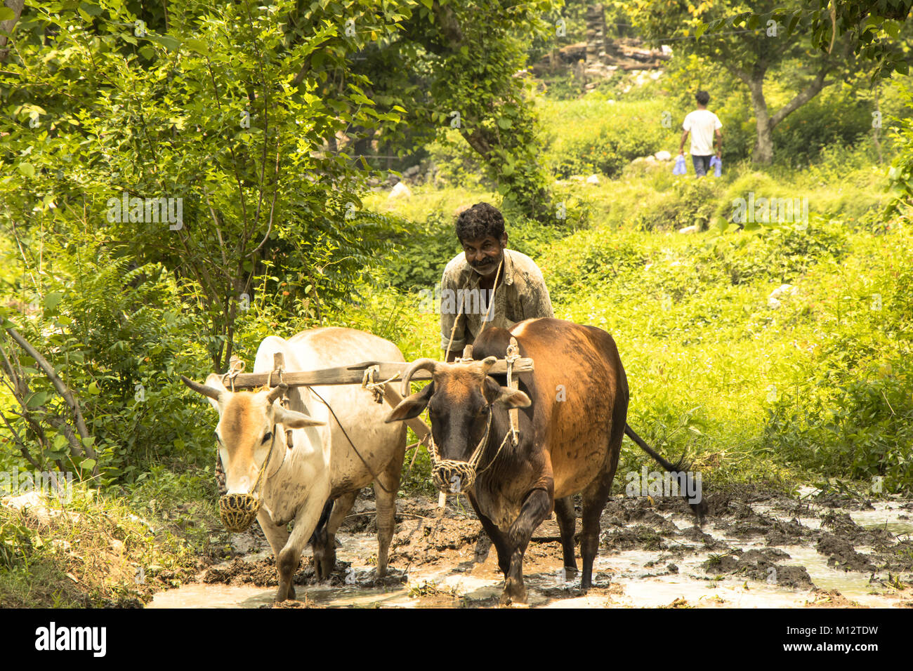 Image of an Indian farmer working with bull in the paddy field Stock ...