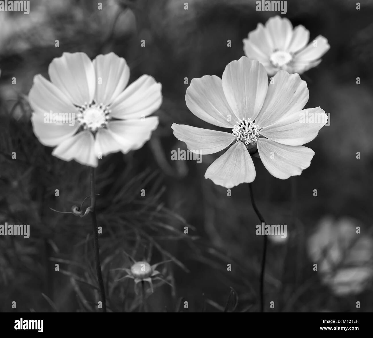 Cosmos daisy Black and White Stock Photos & Images - Alamy