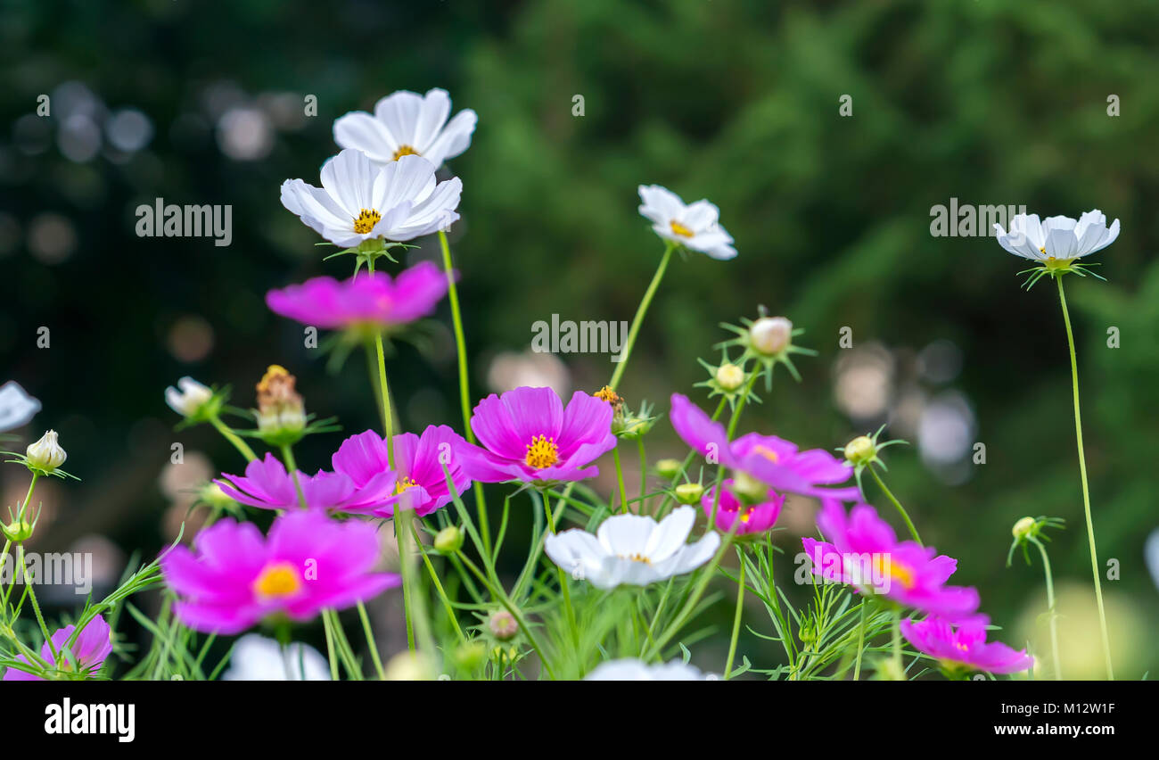 Cosmos bipinnatus flowers shine in the flower garden with colorful ...